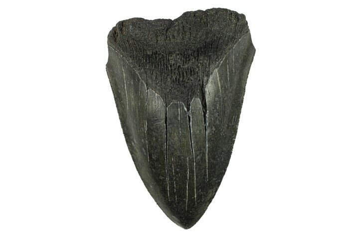 Partial Megalodon Tooth - Serrated Blade #295383